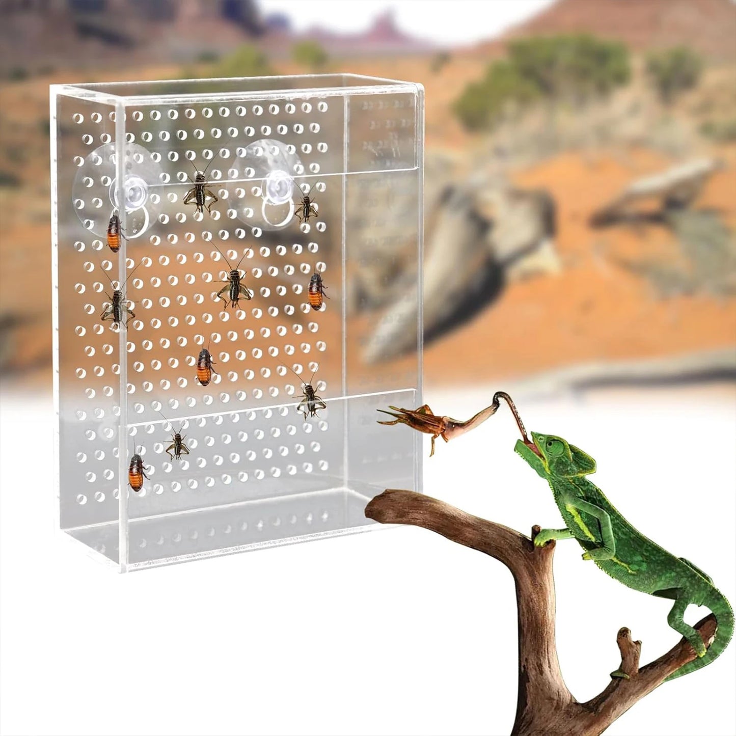 Acryl Reptilien-Futterbox – Wandmontierter Futterspender mit Saugnäpfen für Geckos, Echsen & Bartagamen