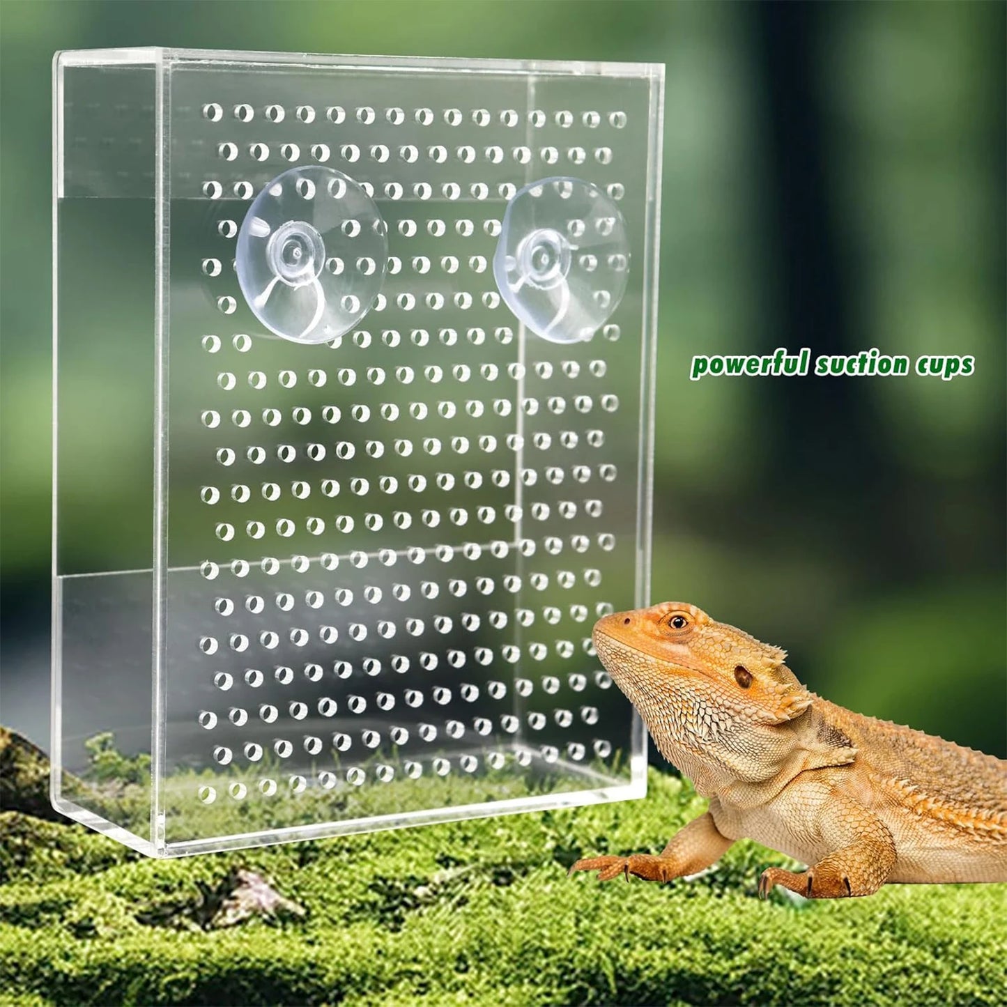 Acryl Reptilien-Futterbox – Wandmontierter Futterspender mit Saugnäpfen für Geckos, Echsen & Bartagamen