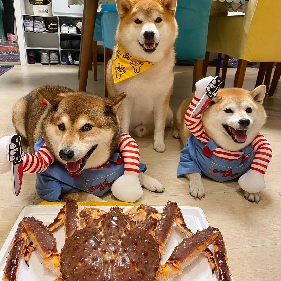🎃🐶 Halloween Hunde-Kostüm – Cosplay Kleid für kleine & mittelgroße Hunde