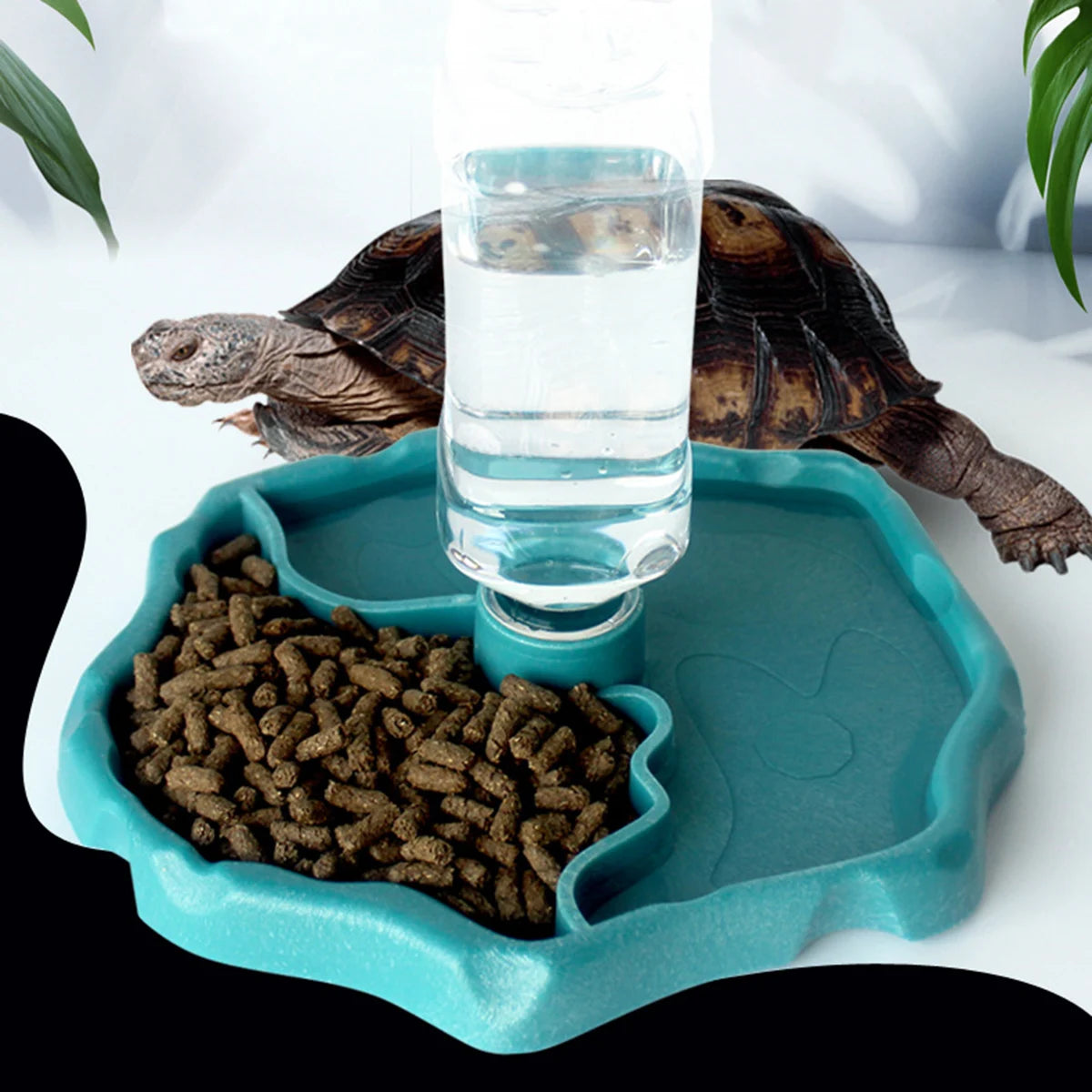 Reptilien-Futternapf – Futter- & Wasserschale für Schildkröten, Echsen & Amphibien | Leicht zu reinigen